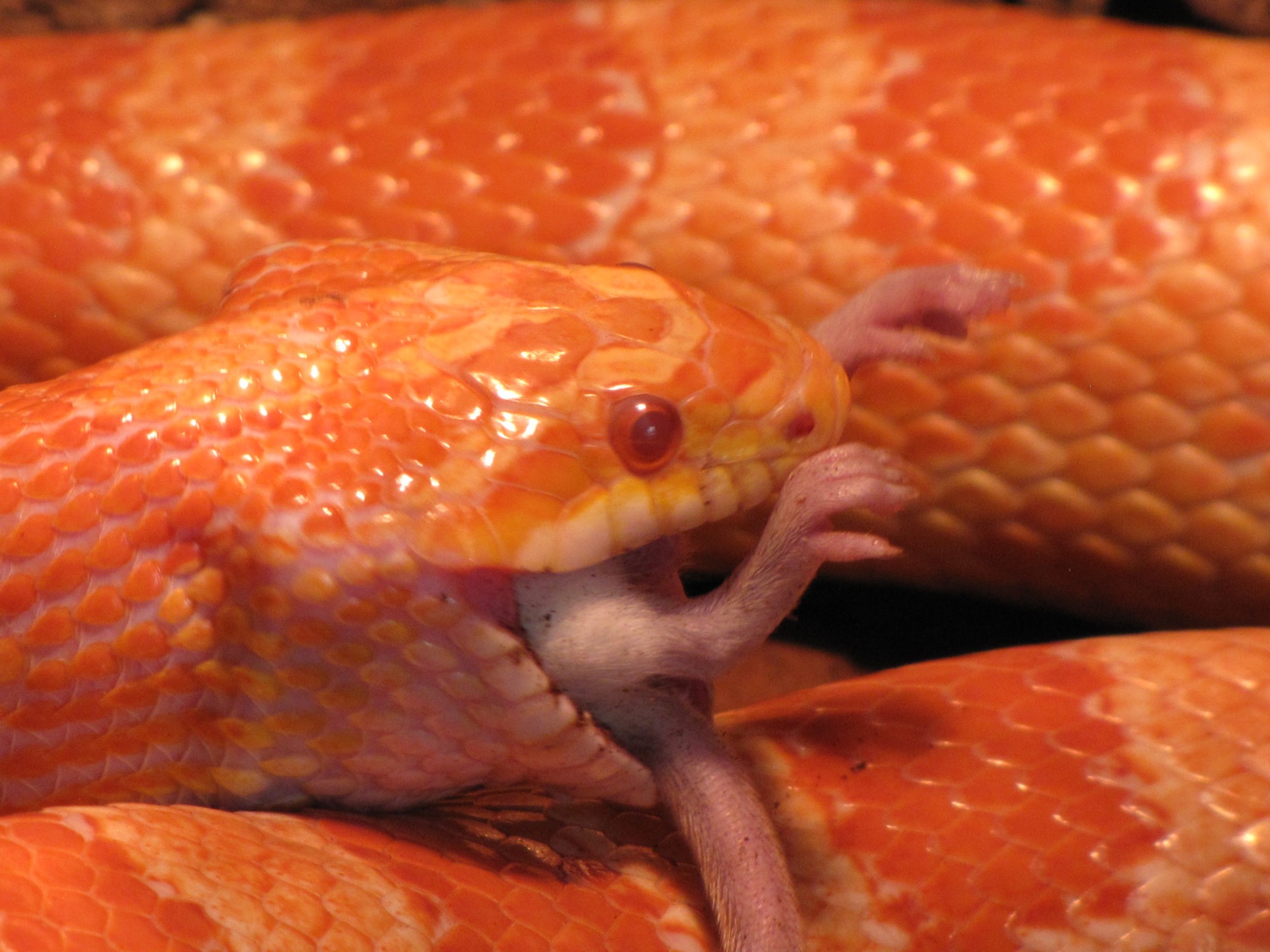 Питание змей мышами. Рыжая змея. Персиковые змеи.