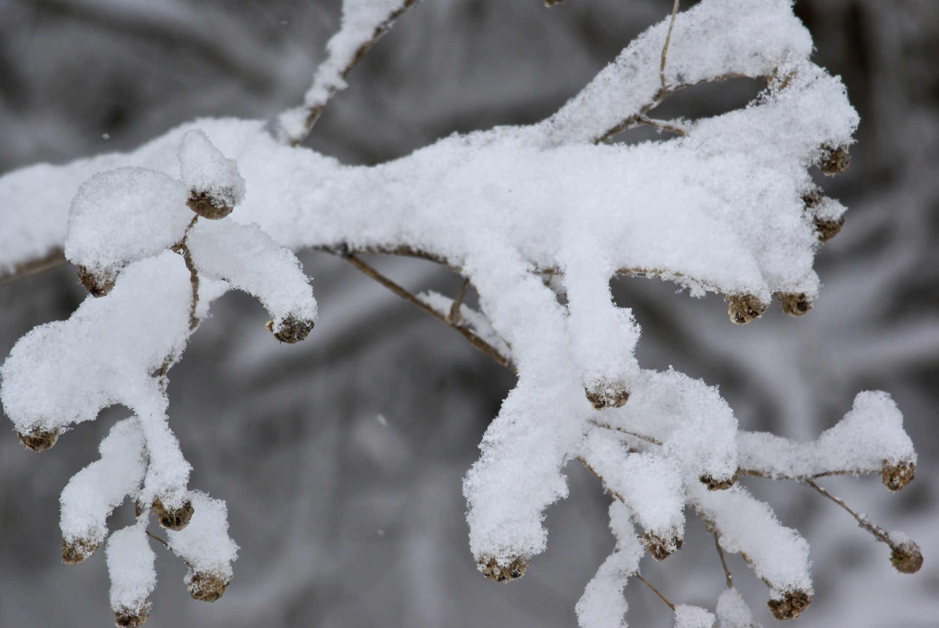 Хлопьями снегопада. Снежные хлопья Гиппиус. Заснеженная ветка. Зимняя ветка. Снег на ветках деревьев.