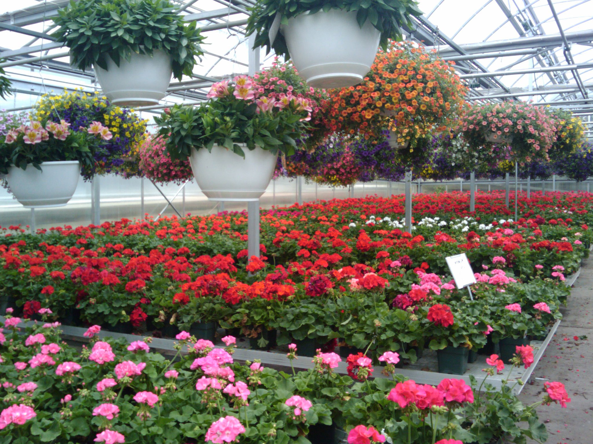 Видео выращивания цветов. Цветочный рассадный тепличный бизнес. Оранжерея с лилиями.