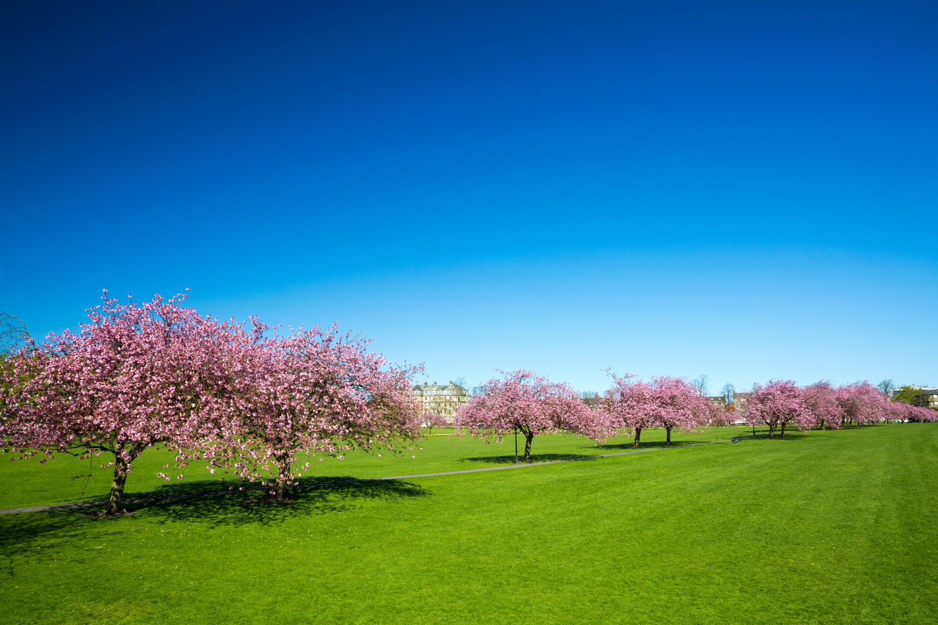 Big blossom. Pink черри блоссом дерево деревья парк. Цветение садов. Цветут сады. Фон цветущие сады.