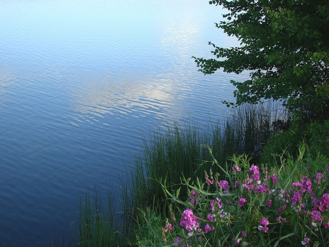 Слова про озеро. Лето пруд. Озеро вода сбоку. Слово озеро. Красивые слова про озеро.