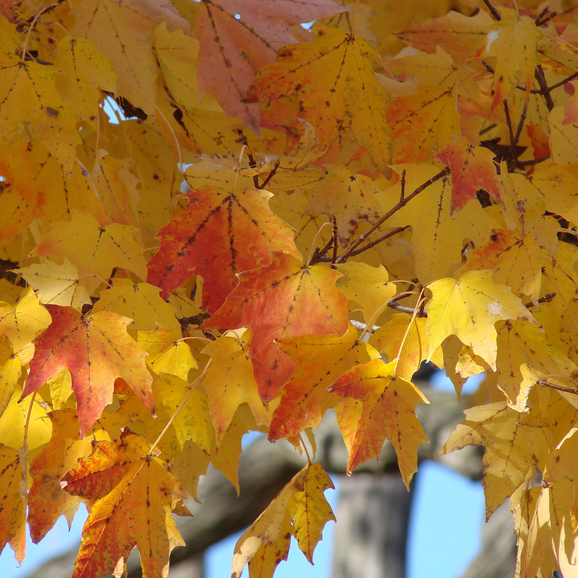 Лист осенний золотист. Листья золотые. Золотая осень. Золотая осень листья. Осень Золотая листик упадет.