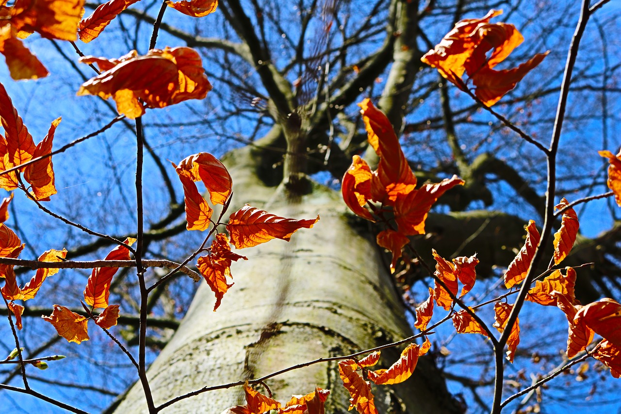 Листья деревьев в ноябре. Звук падающего листа. Ноябрь звук