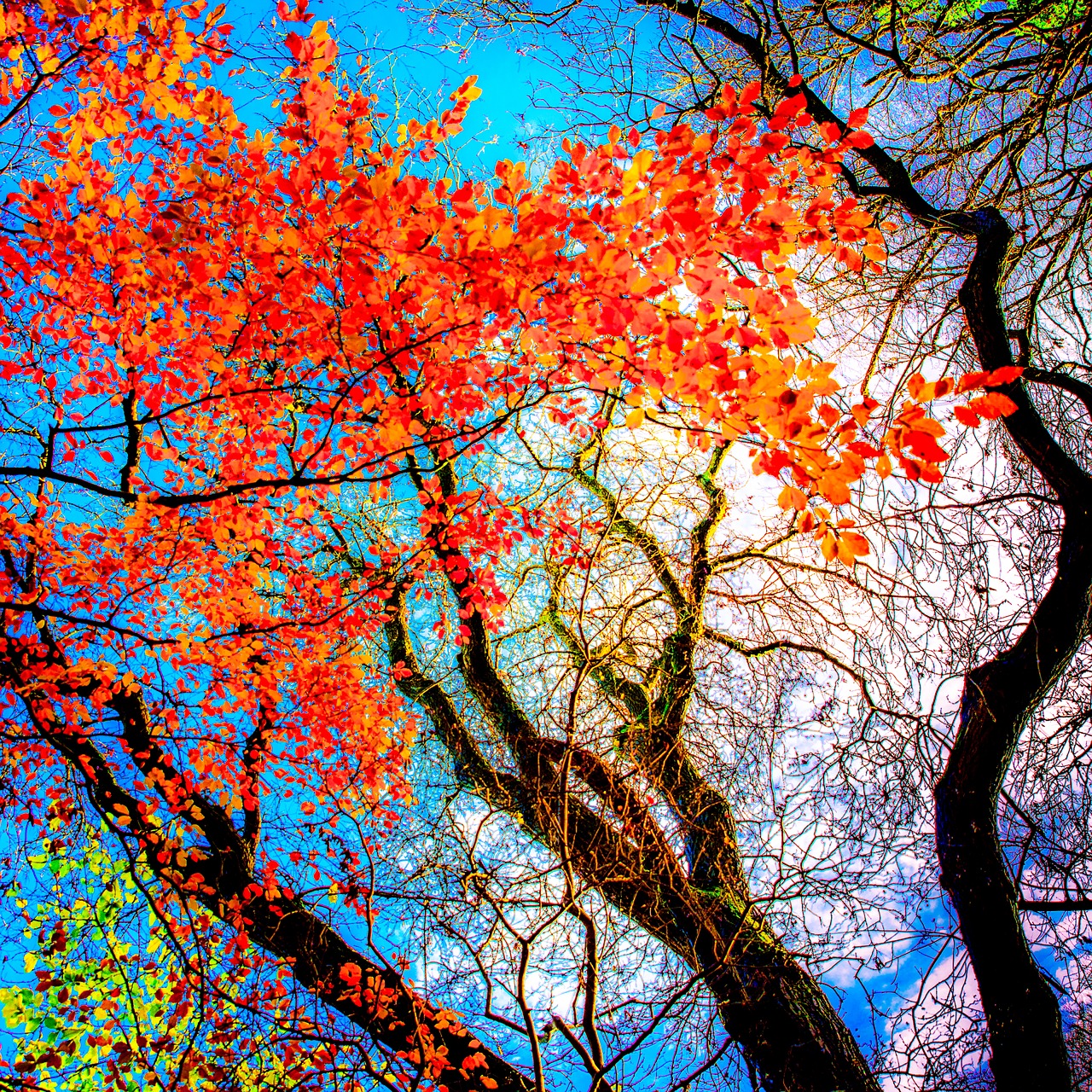 Вот и пришла разноцветная осень. Осень деревья. Деревья в сентябре. Волшебное осеннее дерево. Осеннее дерево абстракция.