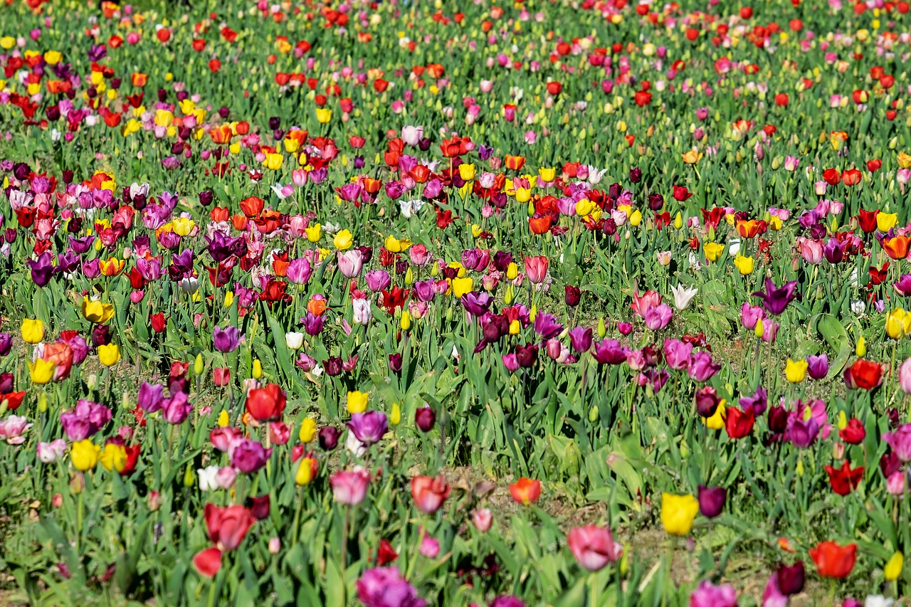 Полевые тюльпаны. Тюльпаны многоцветные переопыленные. Поле тюльпанов. Луг с тюльпанами.