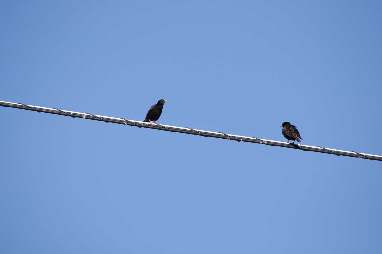 Песня two birds on a wire. Птицы на проводах. Птички на проводе. Птички на проводе природа. Две птички на проводе.