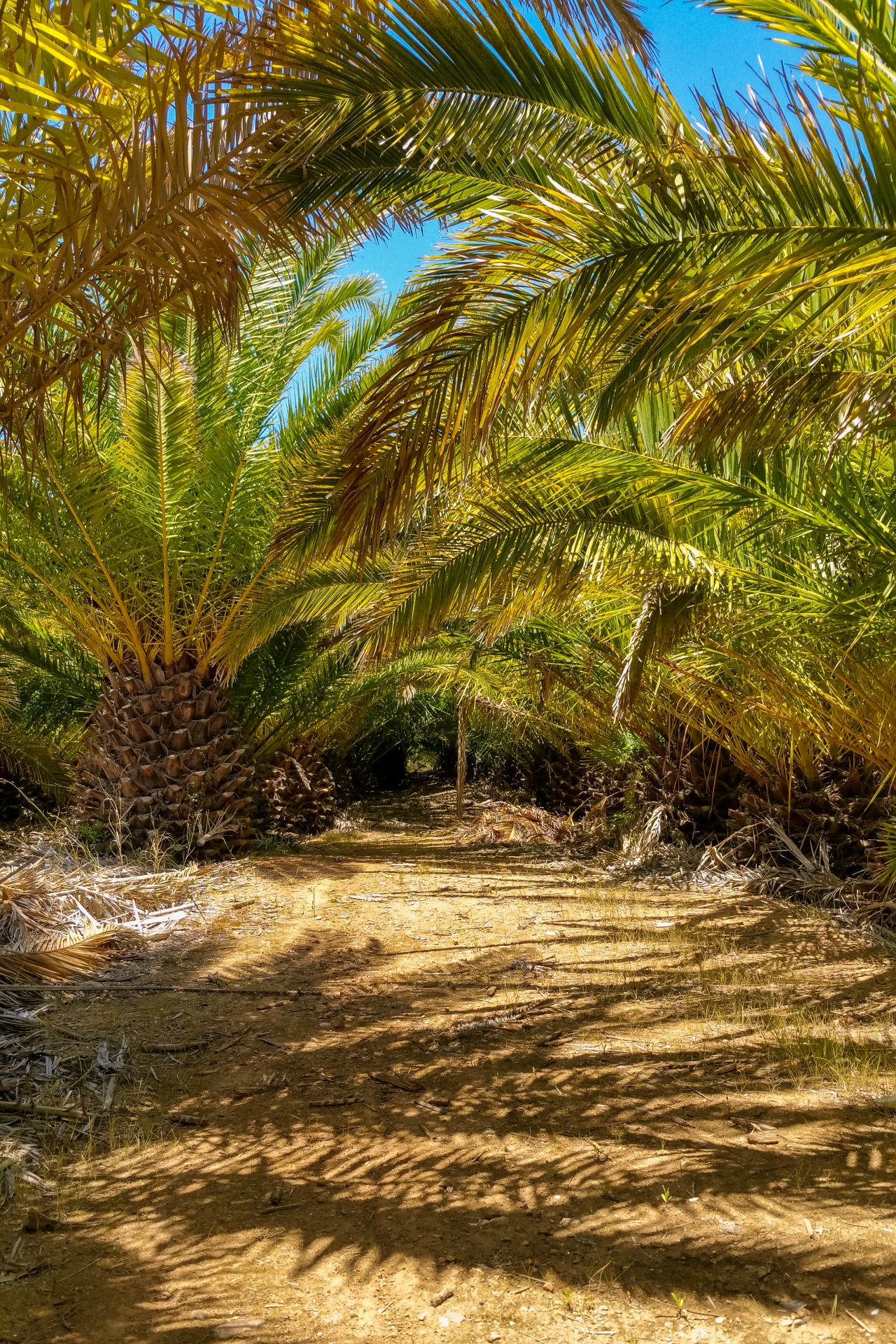 Hot island. Большие пальмы. Под пальмой. Пальмы лес. Пальмы в Африке.