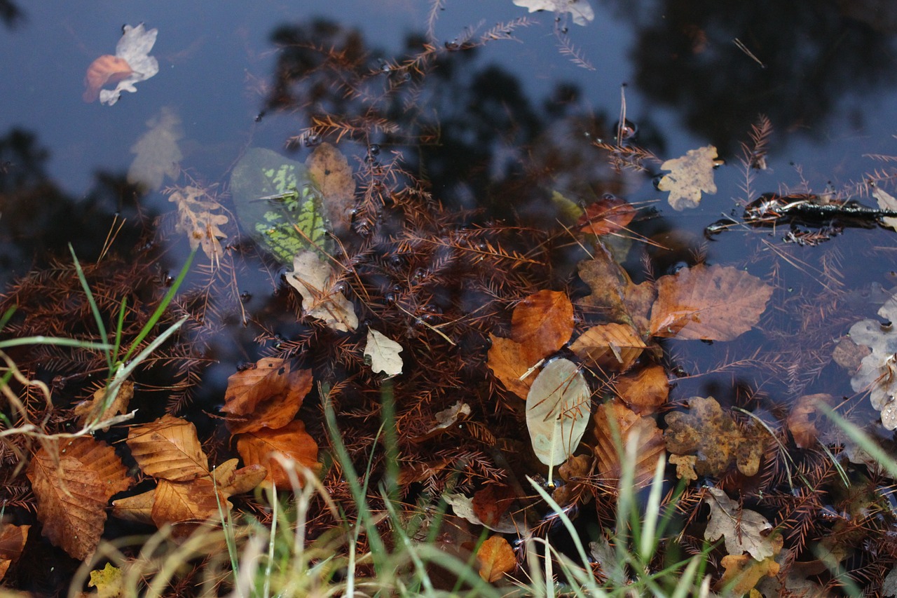 Попав в листья вода с поверхности. Листья под водой. Осенние травы отражение в воде. Осенние листья на воде фото. Фон отражение от листвы.
