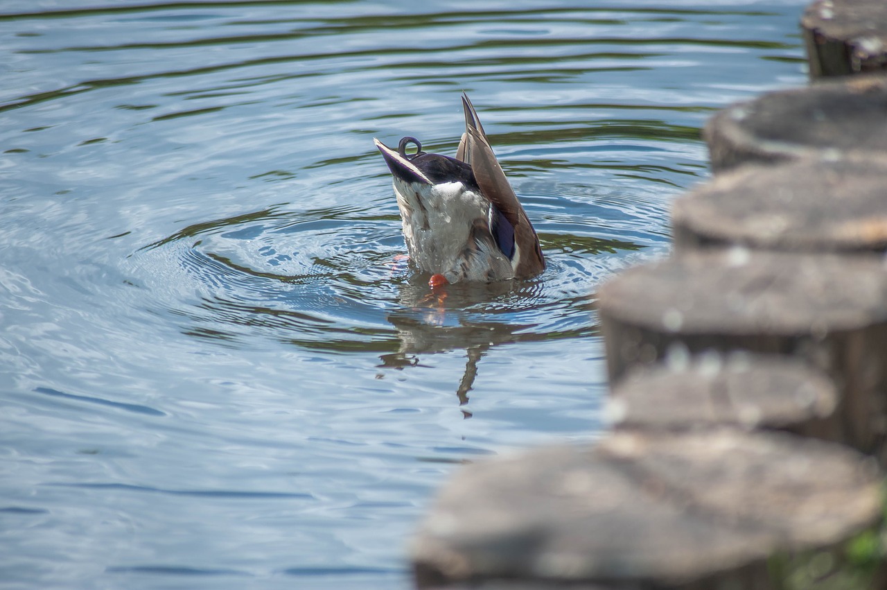 Птица которая ныряет под воду на озере. Гусеобразные погружаются в воду. Птицы ныряющие под воду на Балтийском море. Птица ныряющая в воду в Сочи.