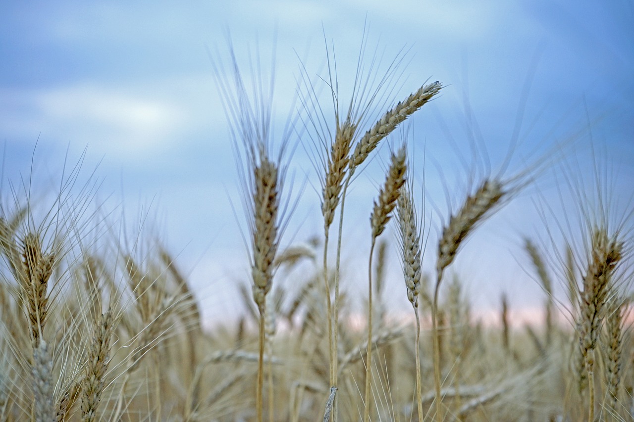 Замените пшеничные зерна. Хлебные зерновые культуры. Хлебные зерновые культуры (хлеба). Озимая рожь. Хлеб пшеница.
