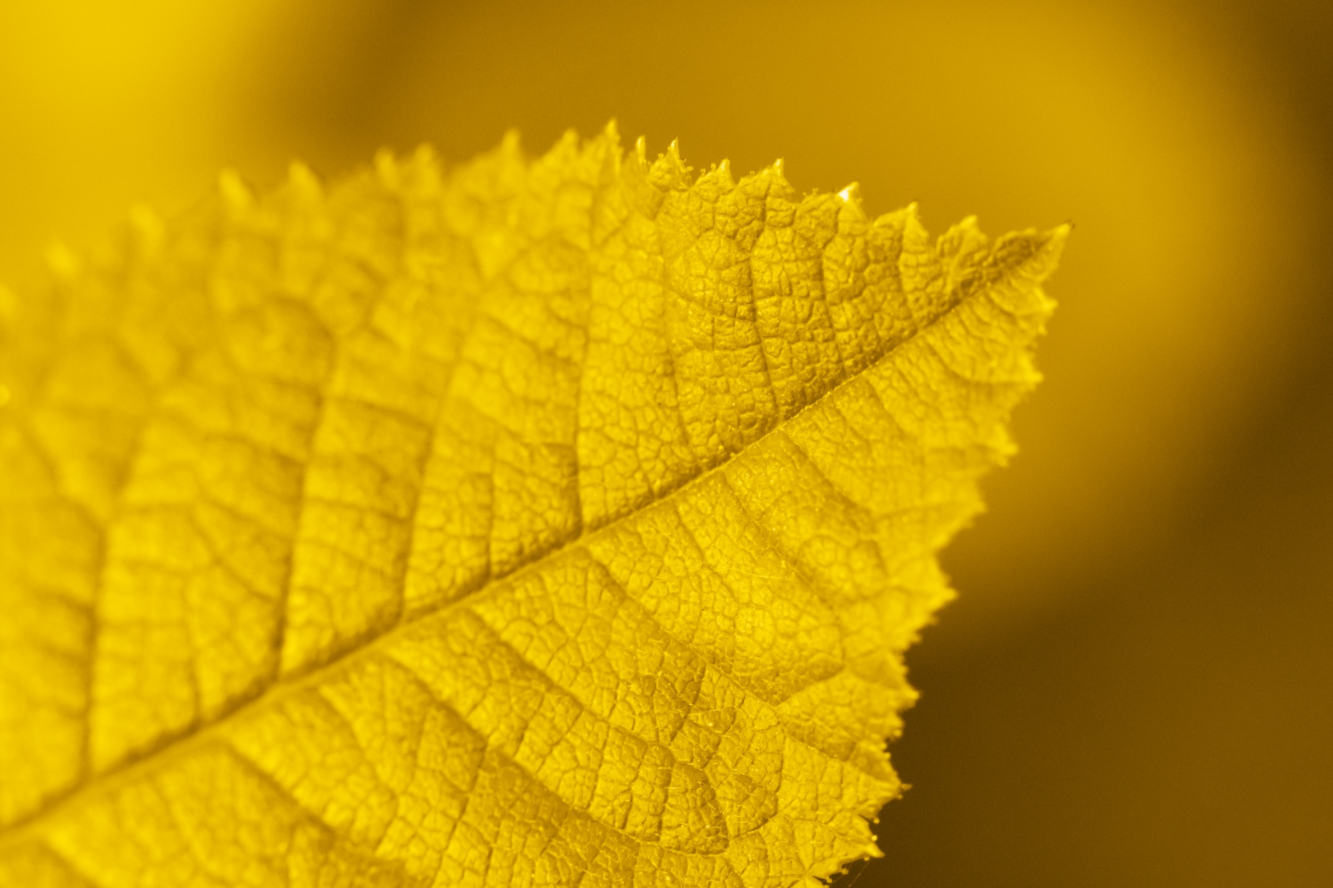 Листья желтые по краям. Желтый лист. Листик желтый. Желтая листва. Желтая листва текстура.