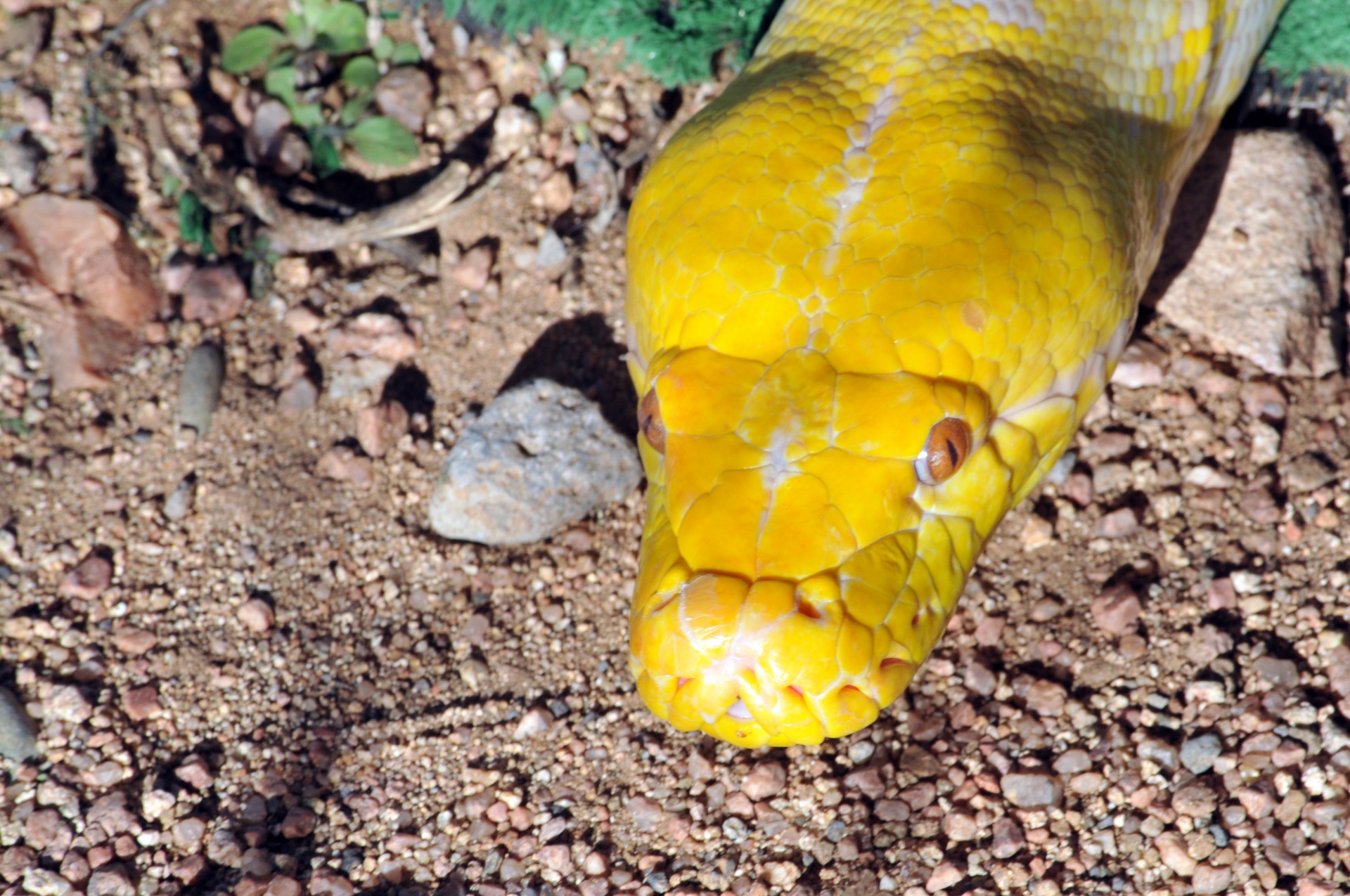 Почему головы желтые. Мангровая бойга. Змея с желтой головой. Змея с желтыми пятнышками на голове. Желто черная змея.