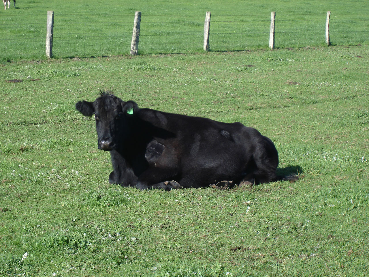 Черная корова весь мир поборола. Черная корова. Черный теленок. Черные коровы порода. Тёмная корова.