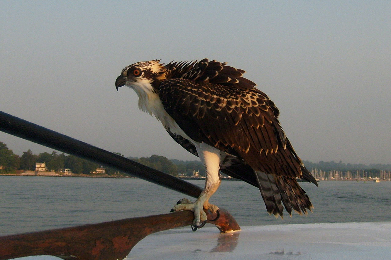 Download Bird Hawk Water Free Photo.
