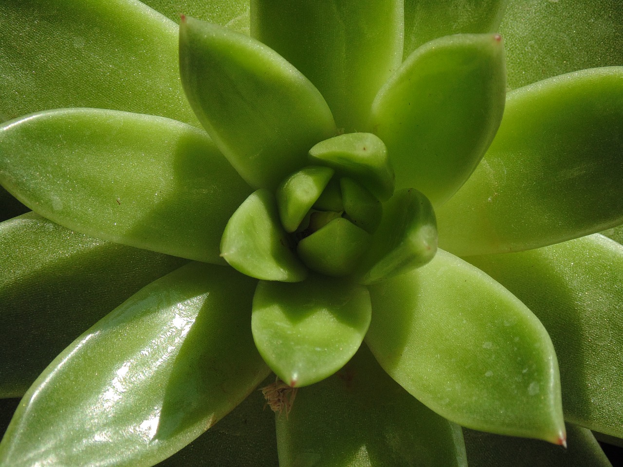 Green aloe. Зеленые цветы. Алоэ зеленый. Алоэ виды. Виды алоэ с фото и названиями комнатные растения.
