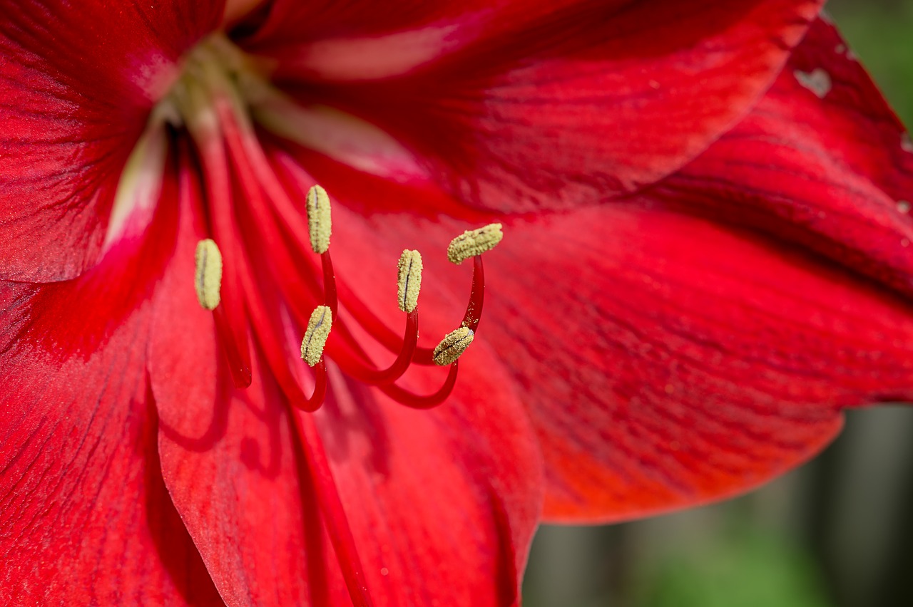 Red close. Амариллис красный. Амариллис соцветие. Амариллис красный фото. Большой красный цветок.