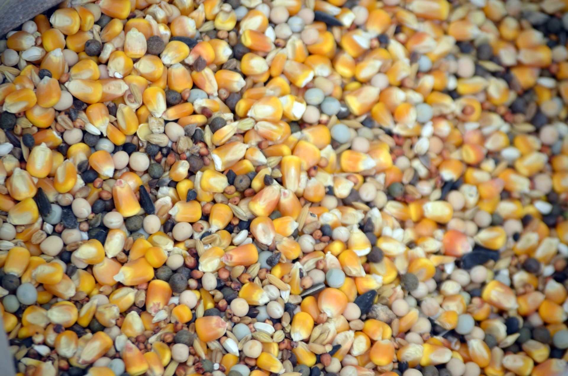 Крошка зерно. Кукуруза (зерно). Поврежденные зерна кукурузы. Щуплое зерно. Зерна кукурузы ПНД.