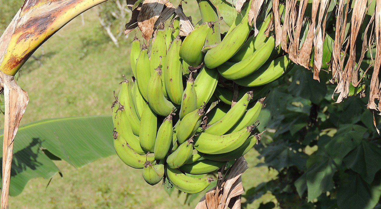 Банан это трава фрукт овощ или ягода. Банановое дерево. Колумбия бананы. Незрелый банан дерево. Японское банановое дерево.