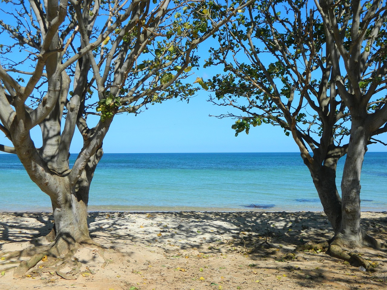 Beach tree. Деревья на пляже. Море деревьев. Дерево на пляже название. Дерево на пляже !Джибути.