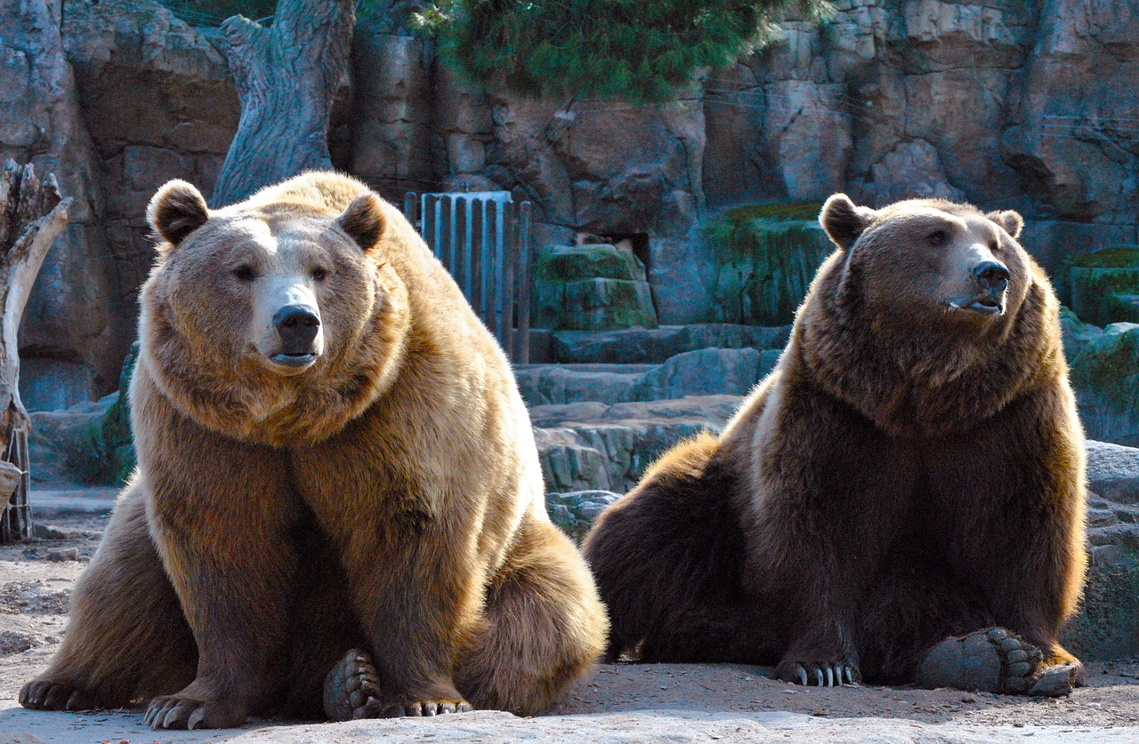 Фотографии 3 медведей. Северная Америка медведь Гризли. Семейство Медвежьи. Медведица. Два медведя.