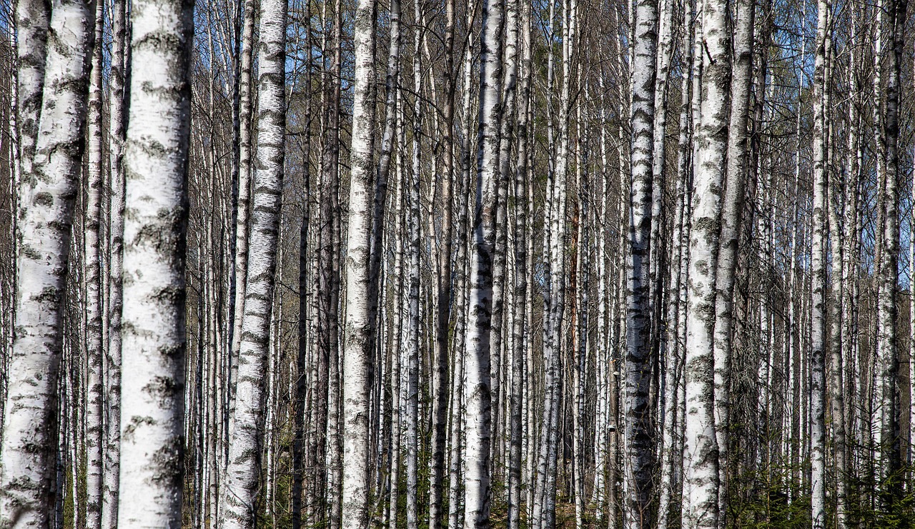 Download free photo of Birch trees,birch trunks,birch forest,free pictures, free