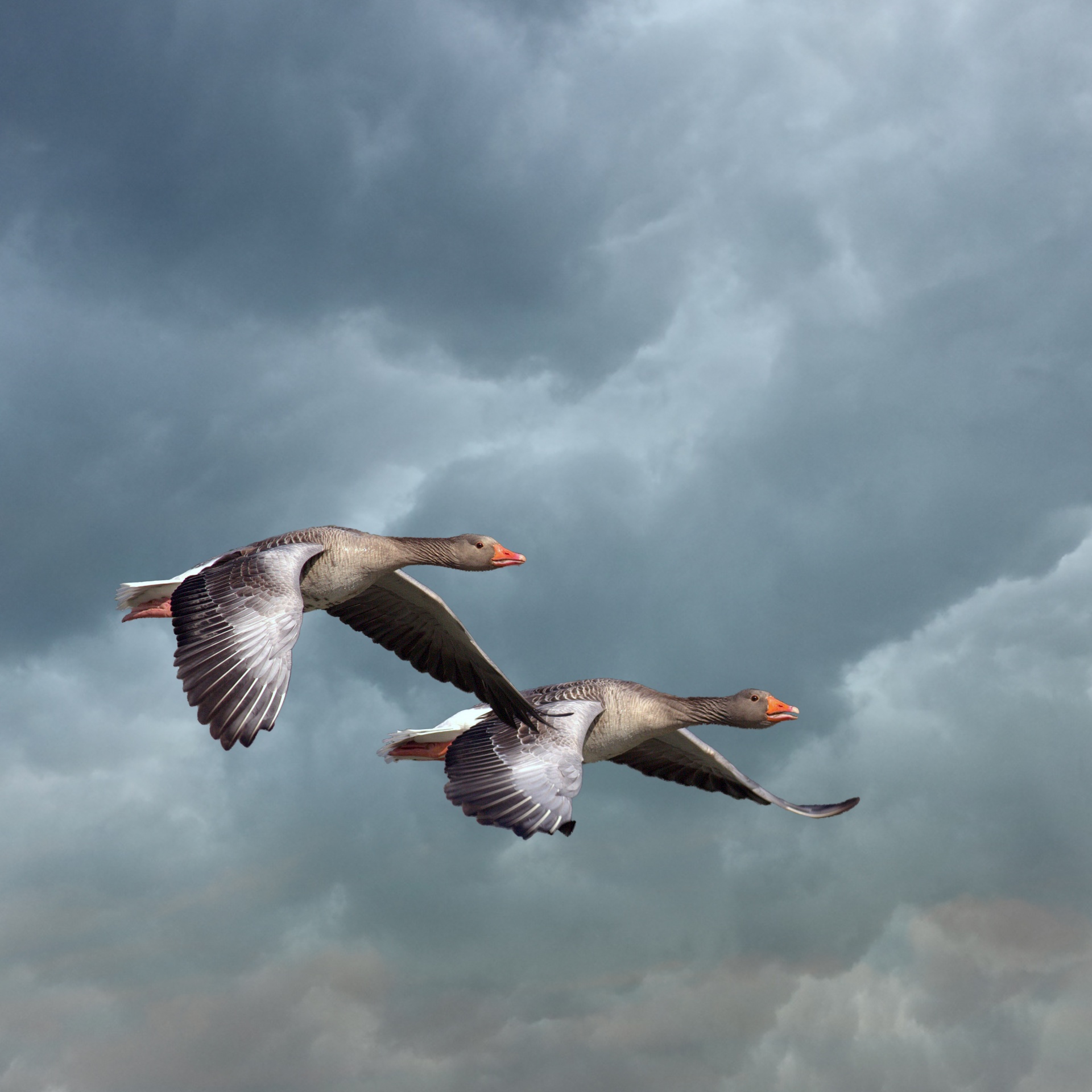 Download Geese Flying Flight Free Photo.