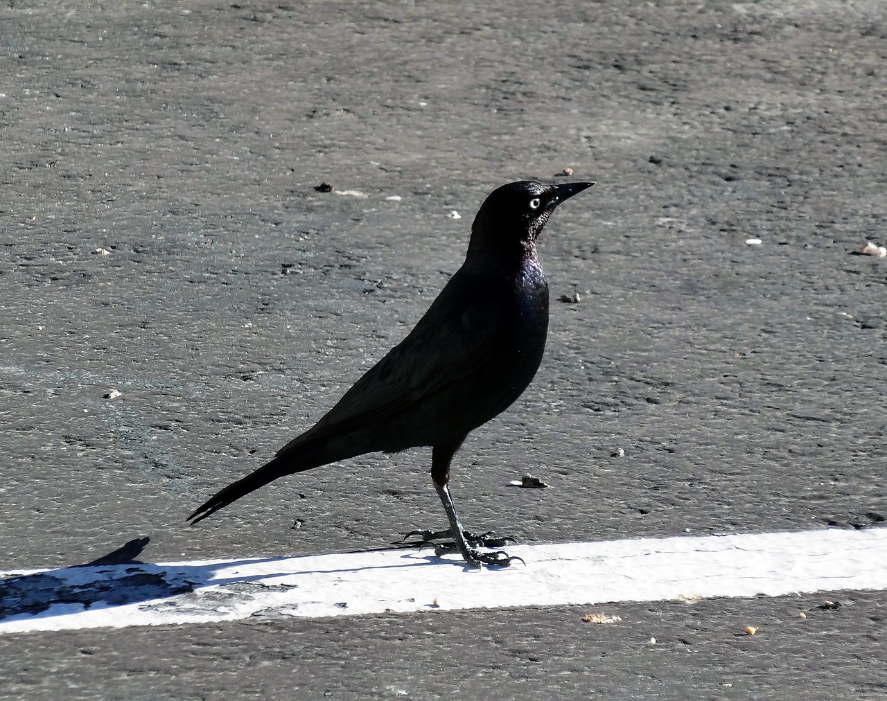 Птицы вдоль дорог. Черная птица. Ворон на дороге. Черные птицы вдоль дороги. Черная птица в Анапе.