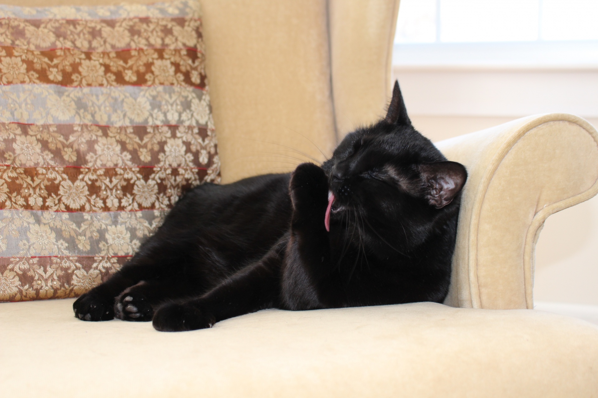 Черная кошка в доме хорошо. Диван кошка. Черная кошка на диване. Черный кот на кровати. Кот на диване.
