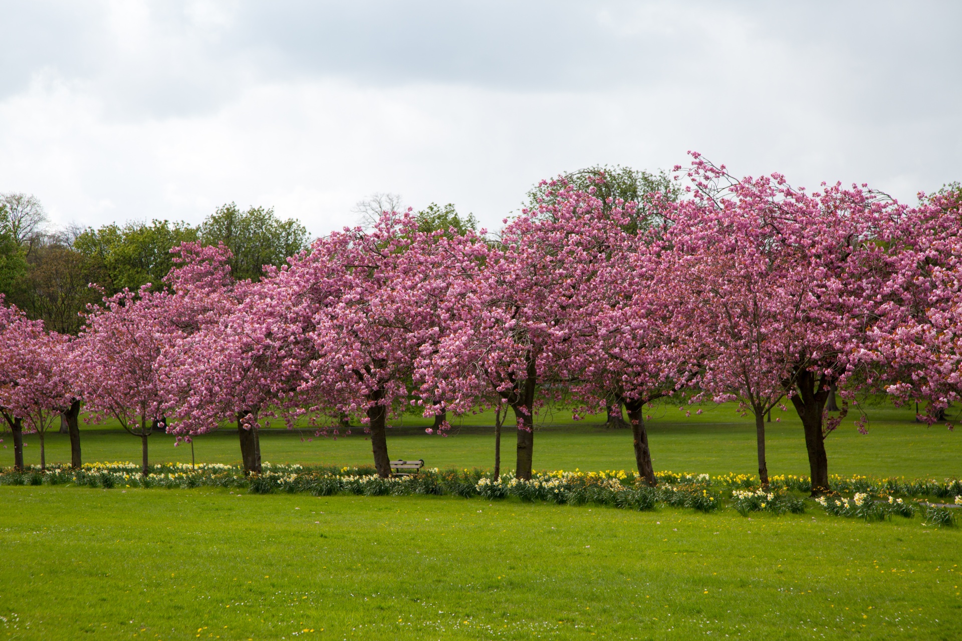 Download Spring Tree Blooming Free Photo.
