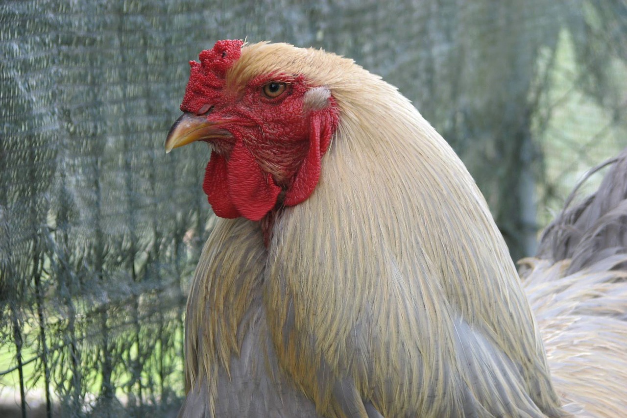 Brahma isabel, brahma, chicken,free pictures, free photos - free photo from...