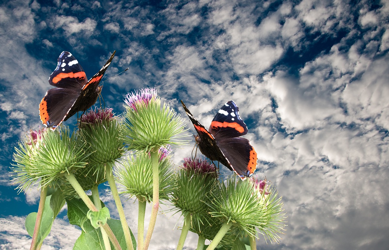 Про лета бабочка. Бабочки в природе. Картинки на рабочий стол бабочки. Лето бабочки. Бабочка на цветке.