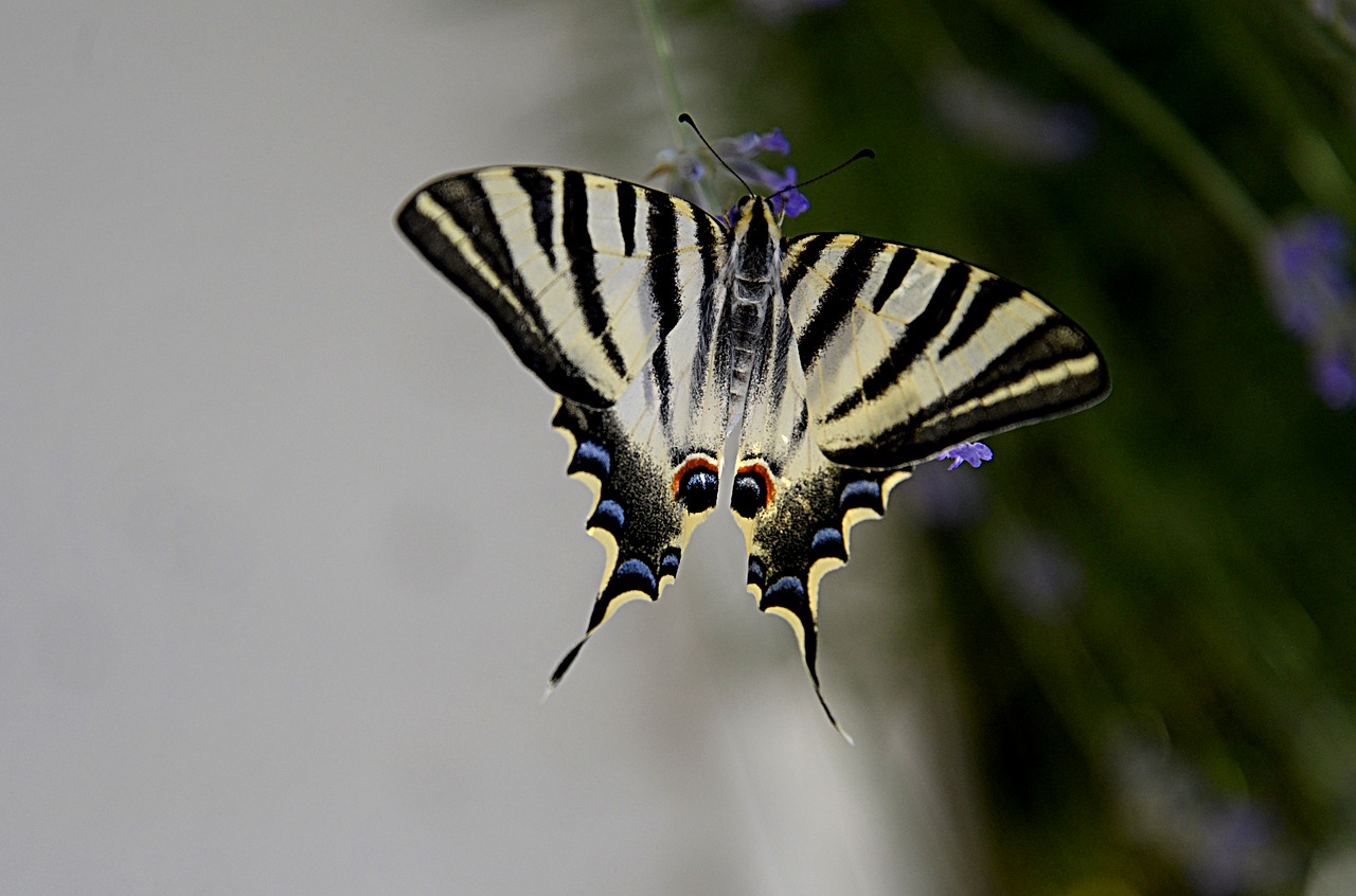 Группа насекомые бабочка. Полосатая бабочка. Бабочка симметрия. Бабочка без крыльев. Бабочка вампир.