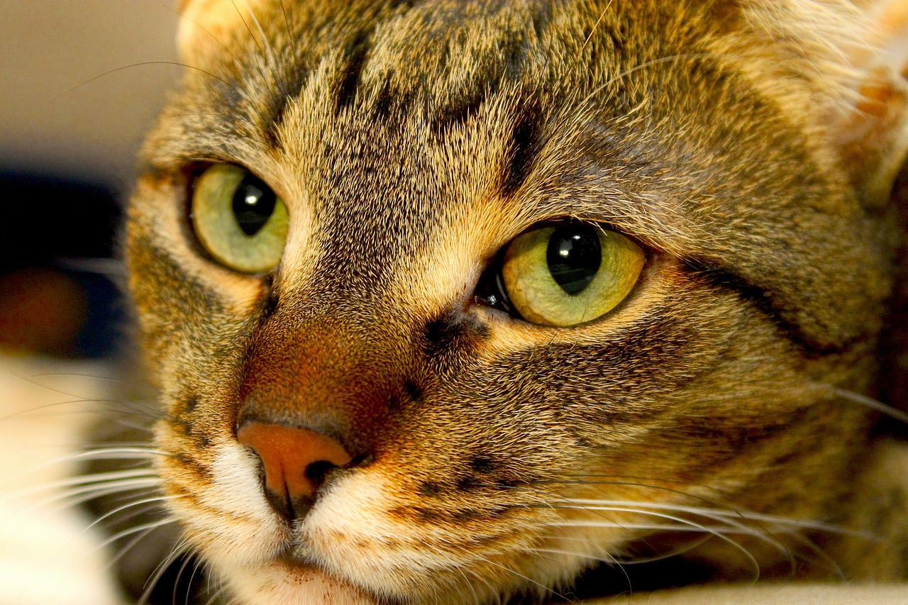 Желтая кошка. Мирный котик. Мирные котята. Golden tabby Cat with Green Eyes. Игра желтая кошка