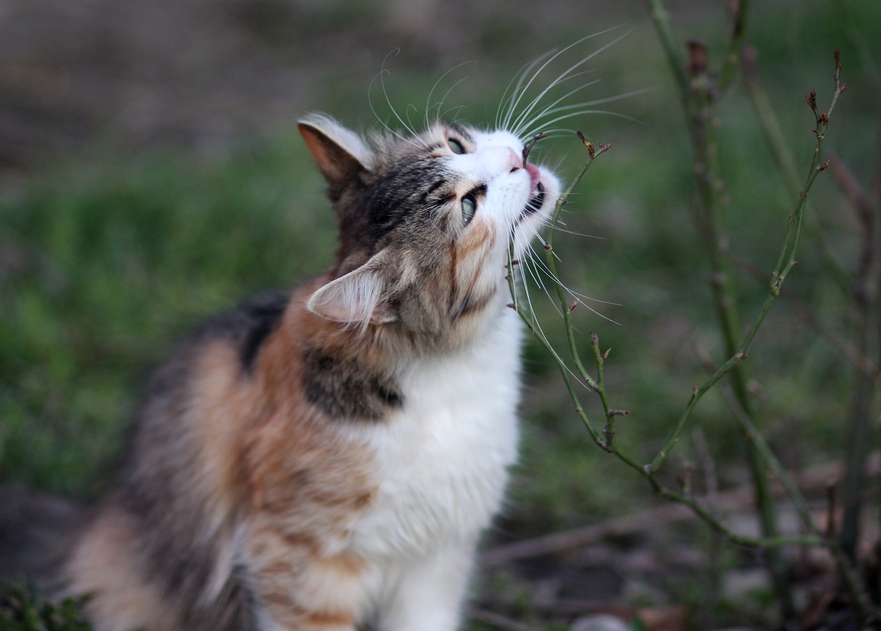 Cat thing. Кошки инфо фото. Запах весны кот ест траву. Cat eating. От какой травы кошки балдеют.