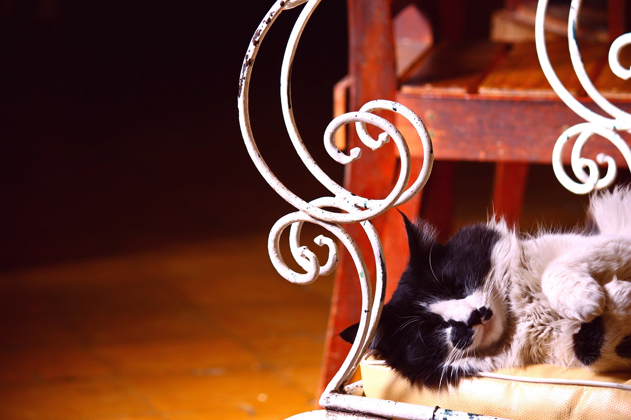 Кэт нап кот. Стулья животные. Животные в кресле. Картинки кошек для фотопечати.
