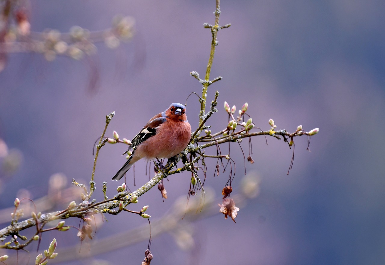 Приход весны птицы. Птицы весной. Весенние птички. Природа птицы.