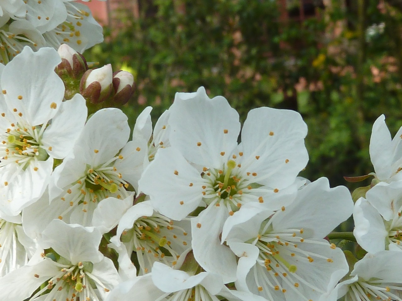 White blossoms. Белые цветы вишни. Белые цветы похожие на вишню. Винклер белая вишня. Цветок вишни с 30 лепестками фото.