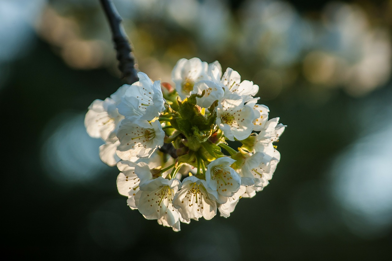 White blossoms. Один цветок вишни фото крупным планом.