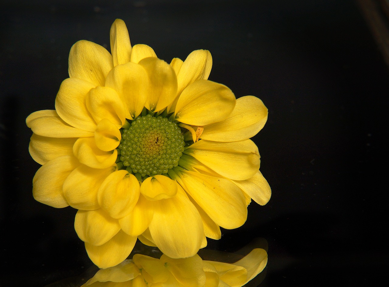 Chrysanthemum,yellow daisies,yellow,natural,free pictures - free photo from...