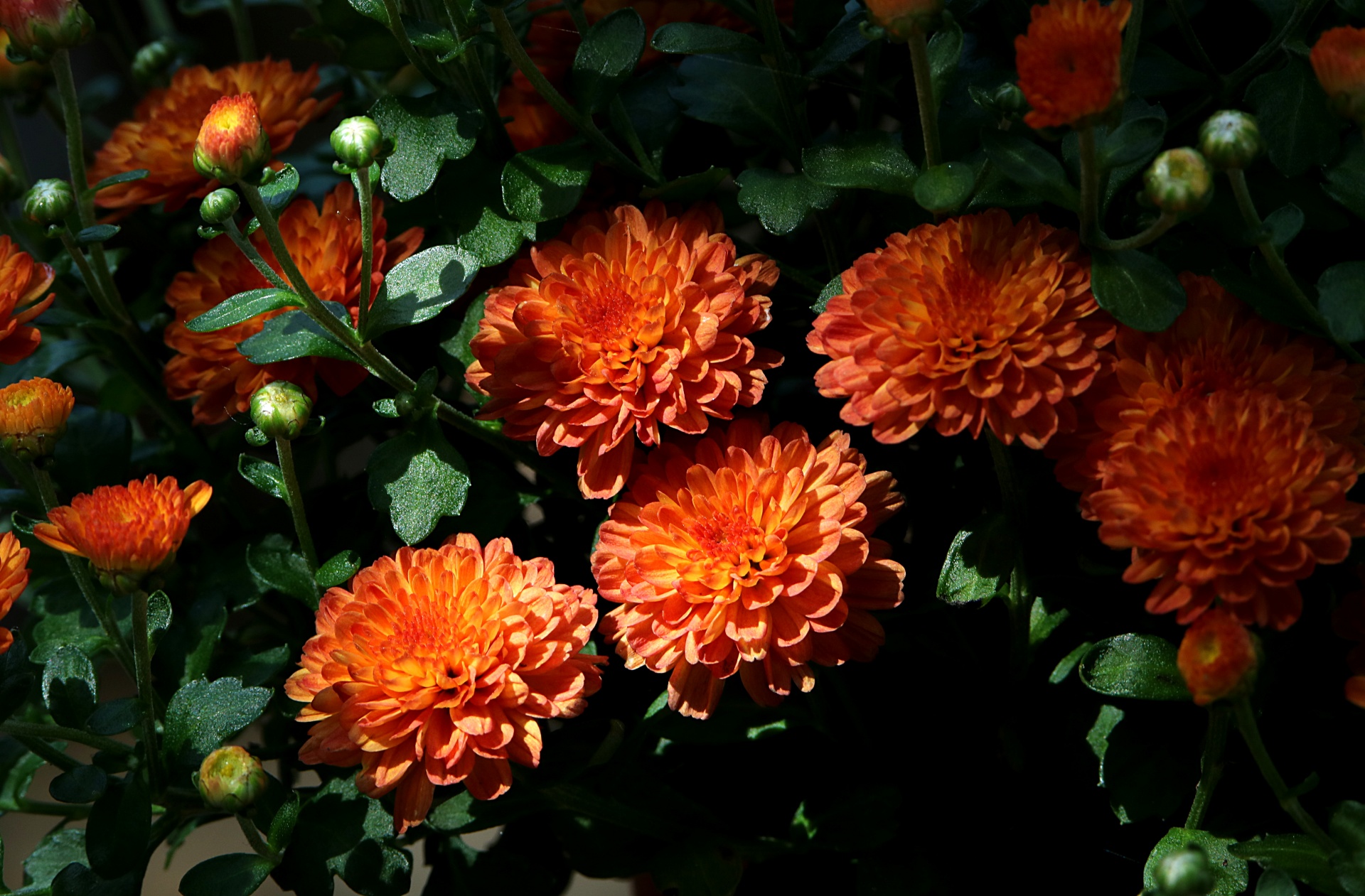Хризантема оранжевая