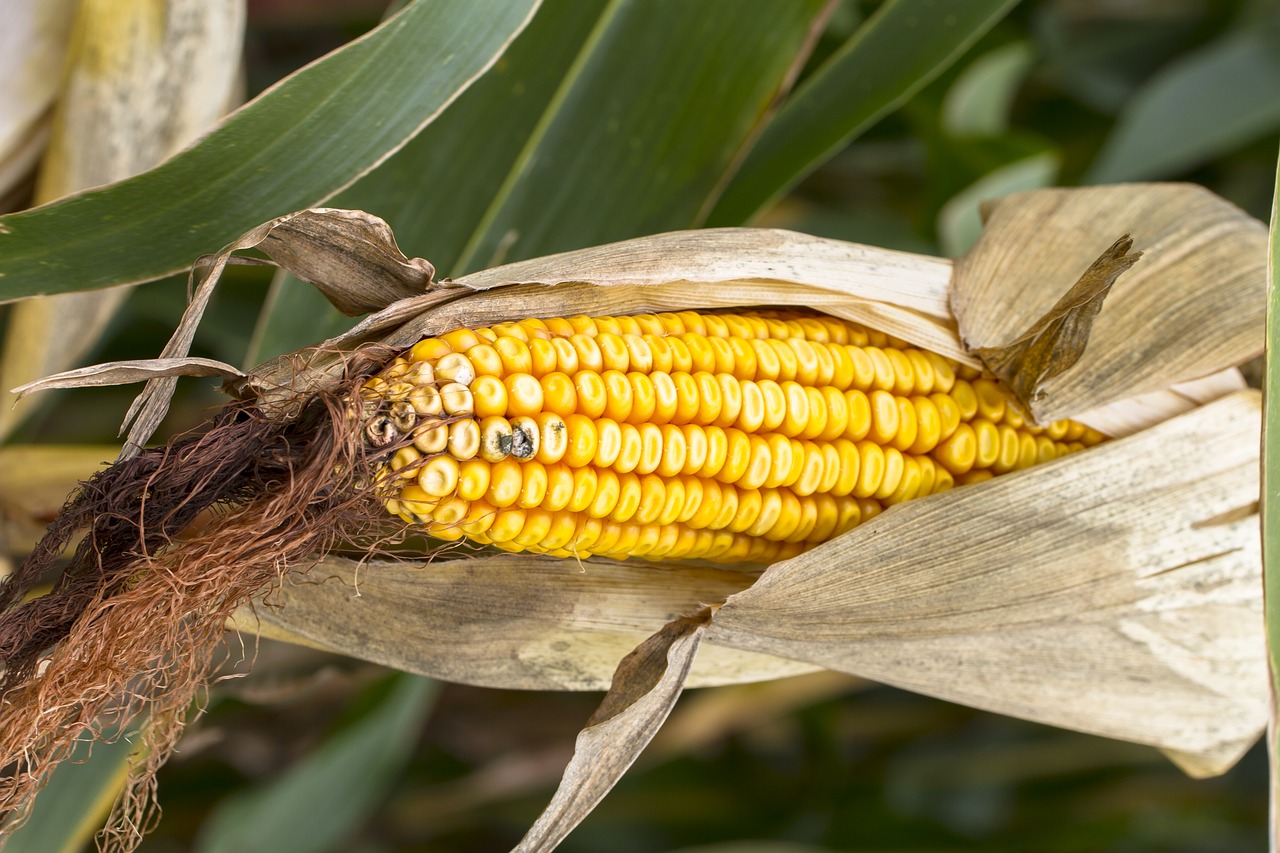 Corn note. Кукуруза в початках кормовая. Неопыленный початок кукурузы. Кукуруза сахарный початок. Початок кукурузы Рой.