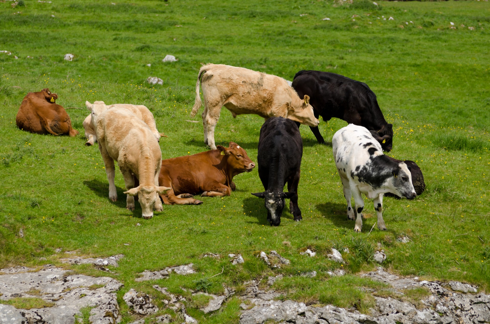 Download Cow Field Livestock Free Photo.