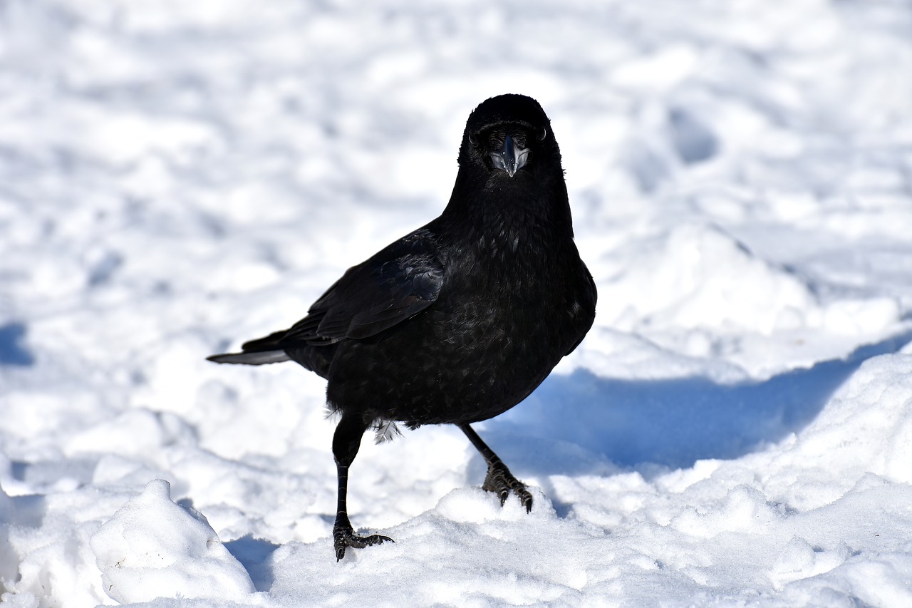 Ала карга. Зимующие серая ворона. Зимующие птицы ворона. Ворона на снегу. Ворон на снегу.
