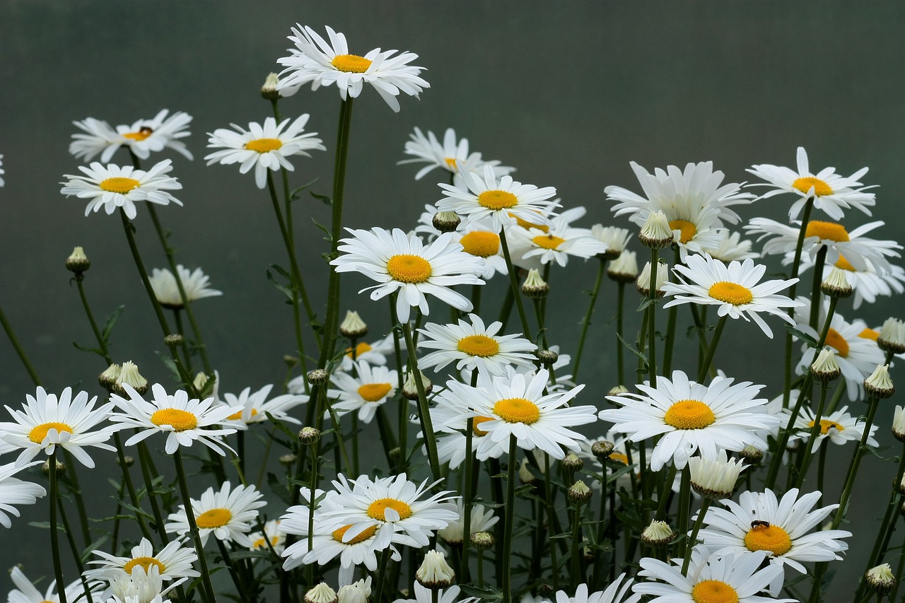 Download Daisy Flower White Free Photo.