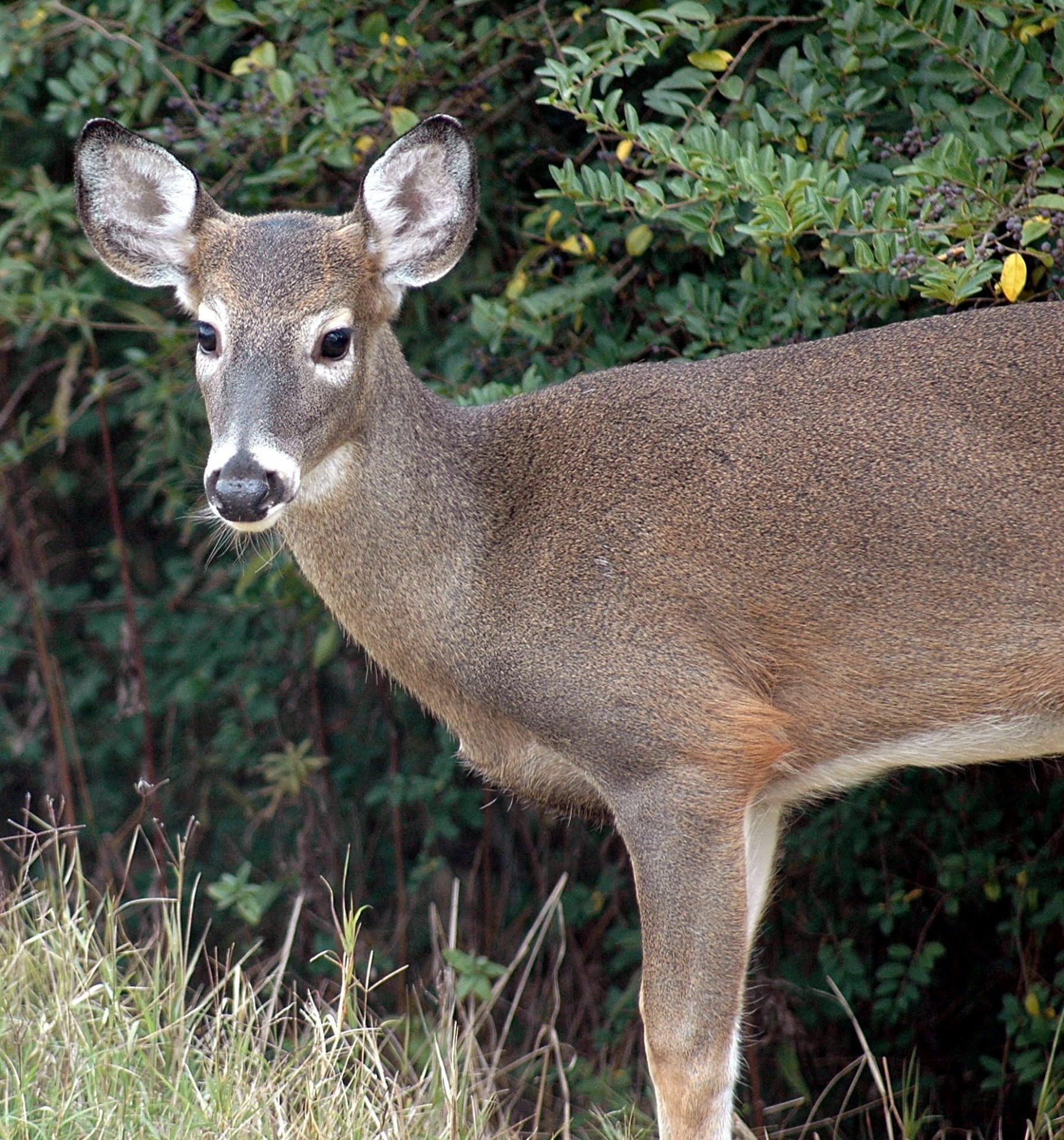 Download Animal Doe Deer Free Photo.