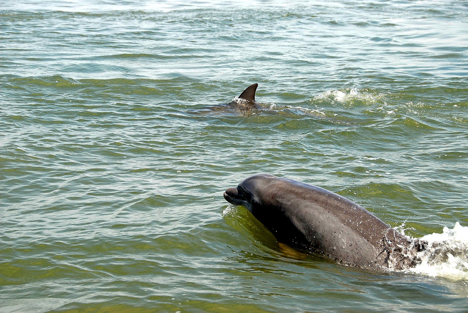 Живая природа дельфины. Дельфины в дикой природе. Дикие дельфины. Дельфины в Азовском море.