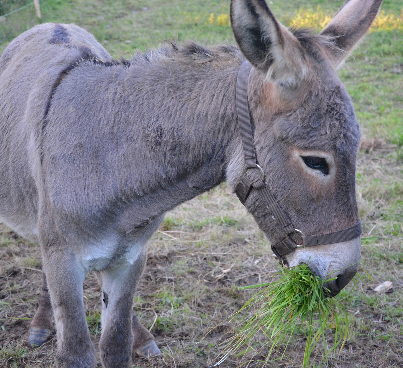 Download Donkey Colt Graze On Grass Free Photo.