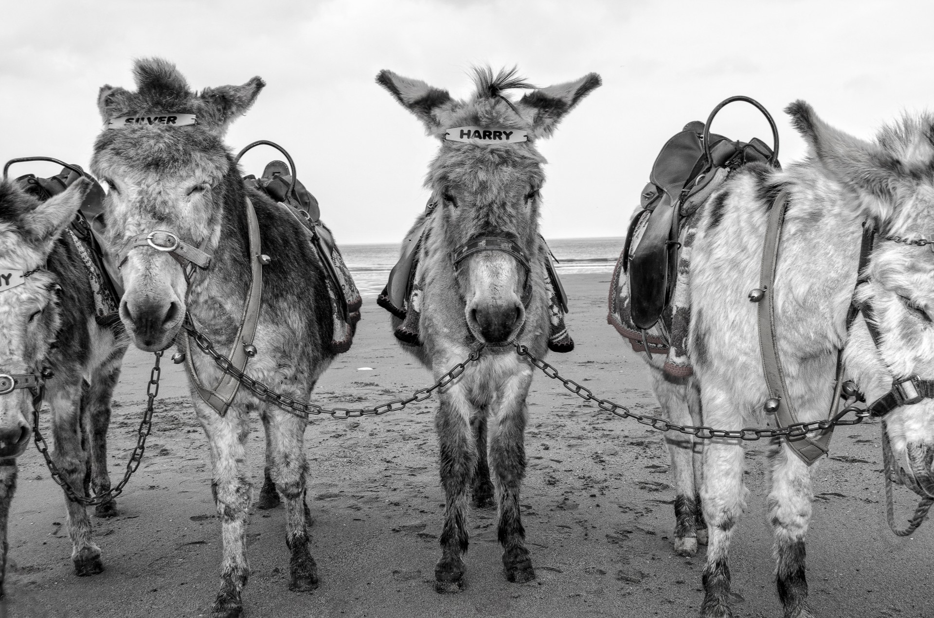 Download Donkey Beach Holiday Free Photo.