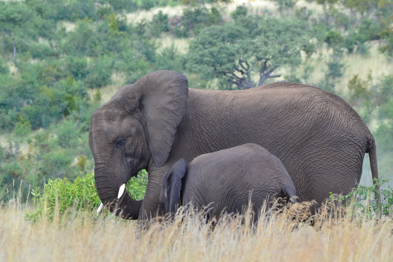 Elephant Tusk. Elephants intertwine Trunks. Картина с бивнем слона. Elephant tusks