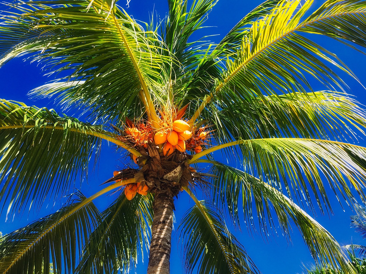 download-free-photo-of-exotica-palma-koksy-coconut-tree-sky-from